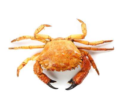 seafood red crab isolated on a white background