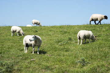 Naklejka na ściany i meble sheep on green grass