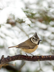 Crested tit