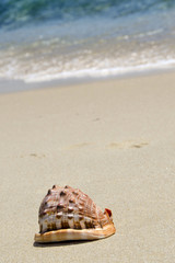 Sea shell on the beach