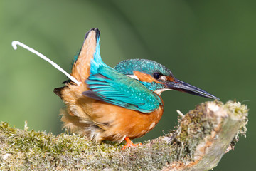 Kingfisher