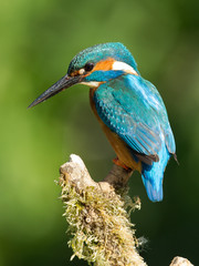 Kingfisher