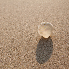 Sea shells with sand in summer