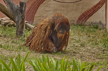 Orangutan ape in Johannesburg zoo
