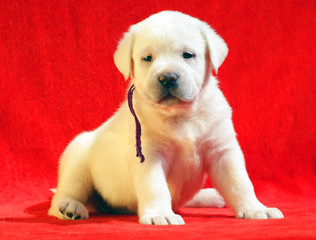 yellow labrador puppy