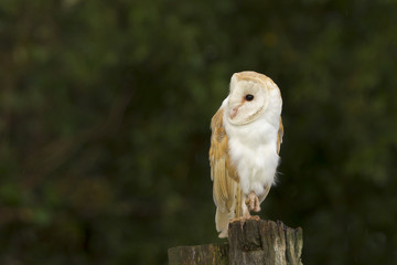 Barn Owl