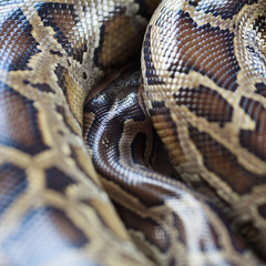 Close-up photo of burmese python