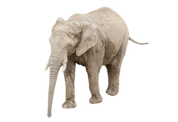 Elephant isolated on white - obrazy, fototapety, plakaty