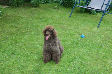 Black dog Royal poodle with tongue out in the garden