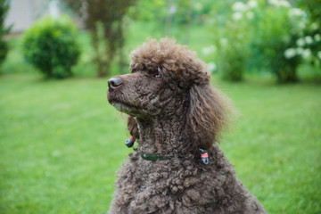 Black dog Royal poodle with tongue out in the garden