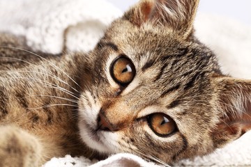 Fototapeta na wymiar Close-up of cat on blanket.