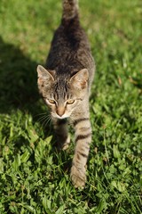 Cat walking in the garden.