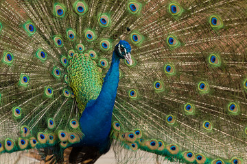 Obraz premium Peacock showing its beautiful feathers