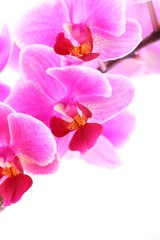 Close-up of orchid on white background.