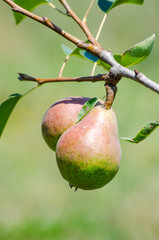 Two fresh organic pears on the tree branch
