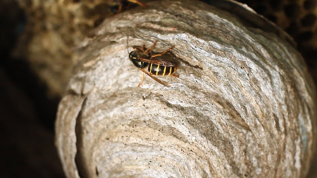 Wasp in Nest.Wasps building a nest.