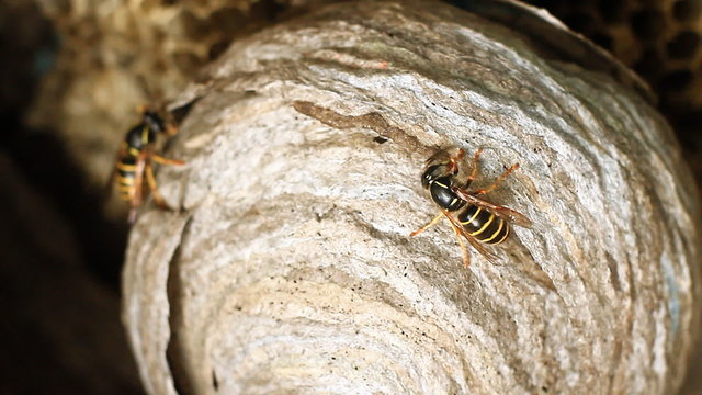 Wasp in Nest.Wasps building a nest.