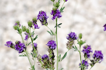 Beautiful violet flower of cow vetch growing in field