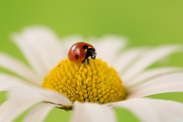 Marienkäfer auf einer Blüte einer Blume