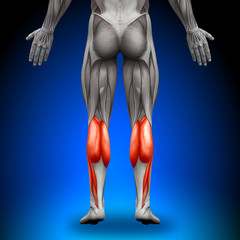Calves - Anatomy Muscles