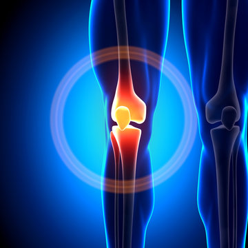 Knee Joint - Anatomy Bones