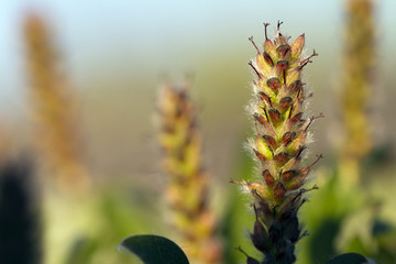 macro of tundra plant