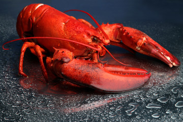 Red lobster on blue background