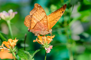 Obraz premium Butterfly