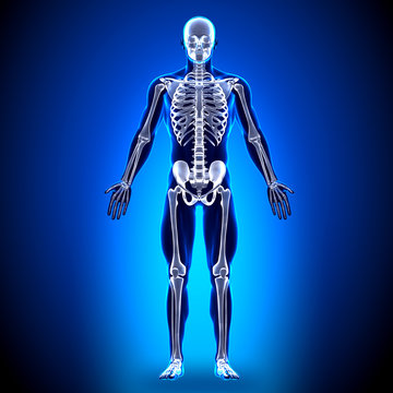 Skeleton - Anatomy Bones