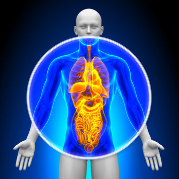 Medical X-Ray Scan - All Organs