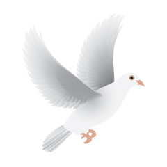 white dove isolated vector