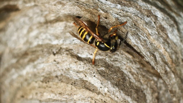 Wasp in Nest.Wasps building a nest.