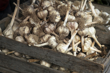 knoblauch