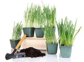 Seed boxes with seedling isolated on white