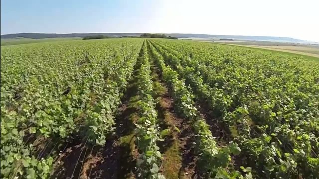 Survol de la vigne en &eacute;t&eacute;.