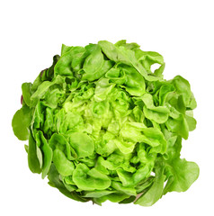 Fresh green salad isolated
