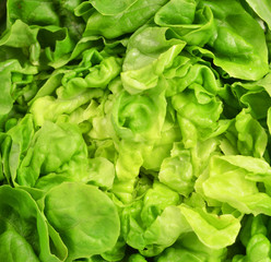 Fresh lettuce background