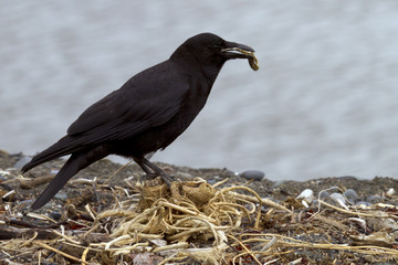crow looking for nest material