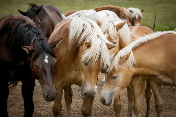 cavalli si riposano - the rest of the horses