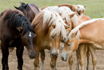 Cavalli a riposo - the rest of the horses