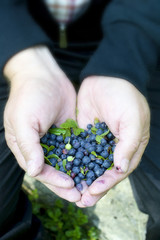 Hands full of blueberries