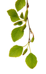 Green birch leaves isolated on white