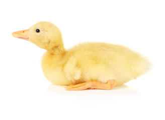 Cute duckling, isolated on white
