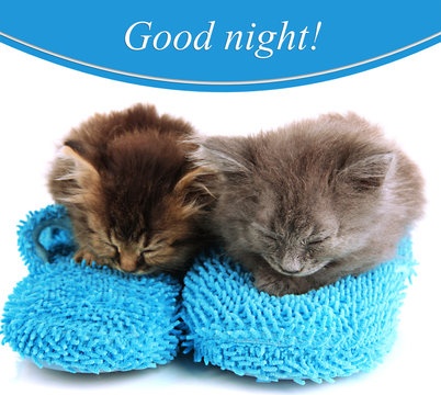 Small kittens sits on house slippers isolated on white