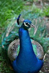 Fototapeta premium Waccatee Zoo - Peacock Right Eye