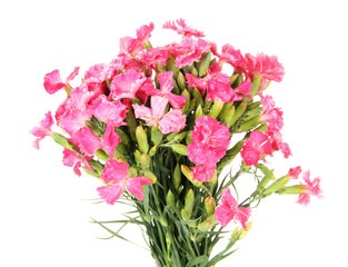 Obraz na płótnie Canvas Bouquet of carnations, isolated on white