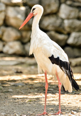 Stork