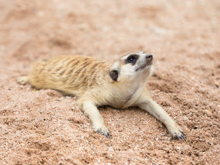 Fototapeta premium Meerkat (Suricata suricatta) crouching on sand