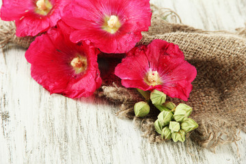 Pink mallow flowers on wooden background