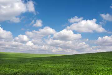 Pure innocence in green spring with blue sky and white clouds